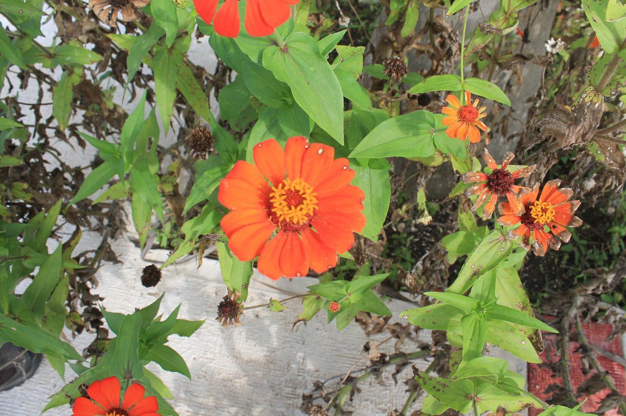 Escárcega Real Primaveras Campestre מראה חיצוני תמונה